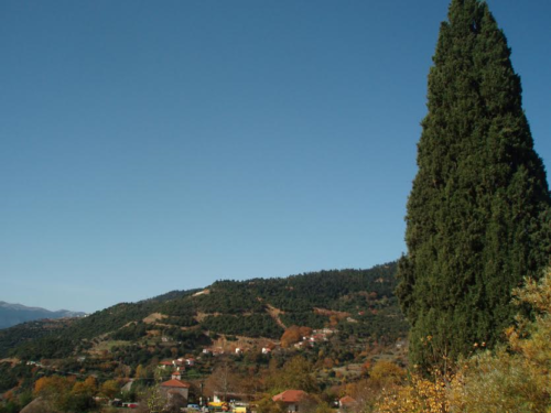 Το κυπαρίσσι της Πρασιάς, με φόντο τον οικισμό Κυπαρισσίου © Δημήτρης Παπαδιάς